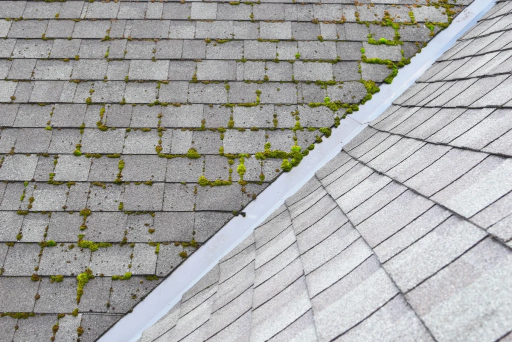 how to protect your roof from tree damage
