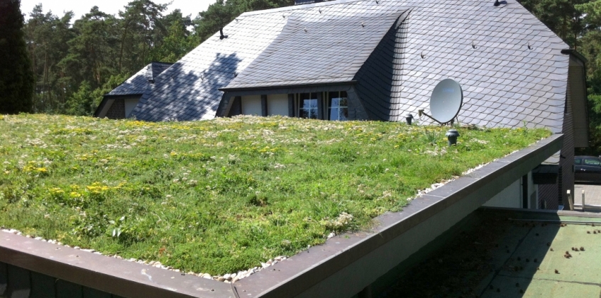 low maintenance green roof options