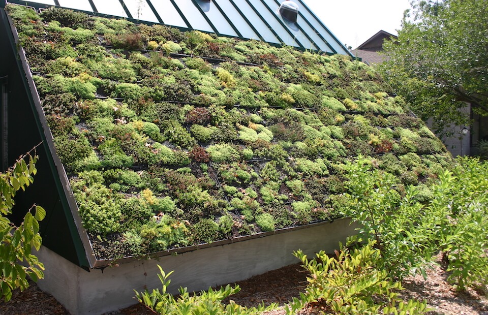Green Roofing FAQs: Common Questions and Answers
