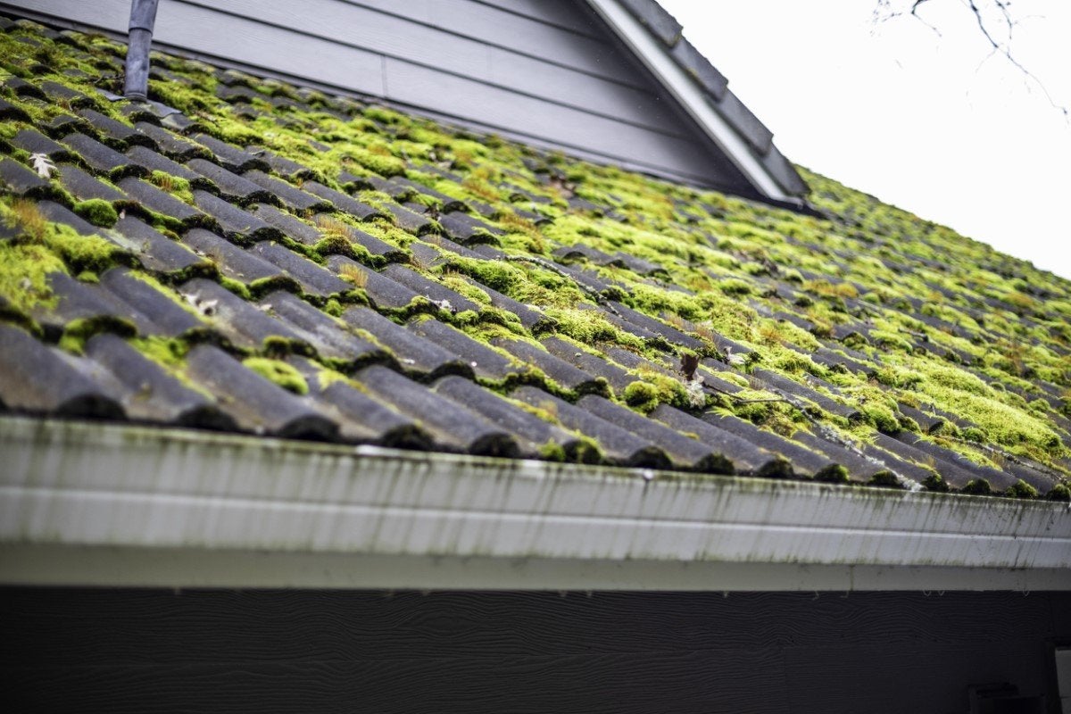 roof moss garden sprayer method