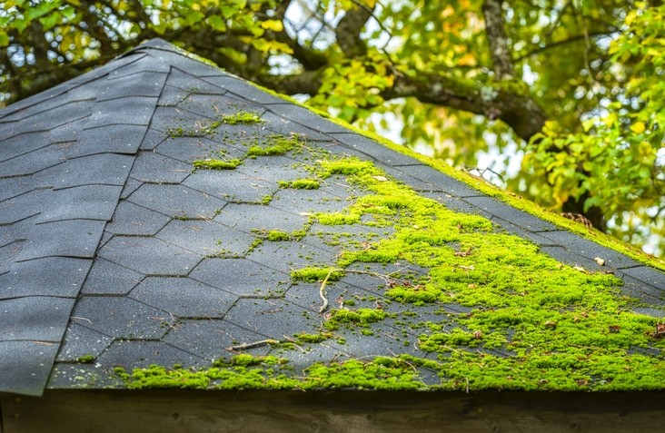 roof moss in winter