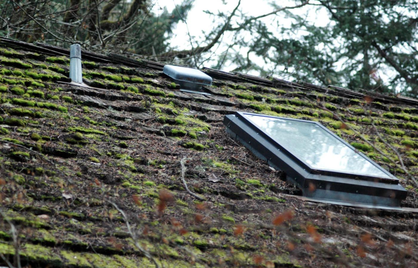 dangers of moss on roof