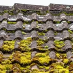 Moss on Roof