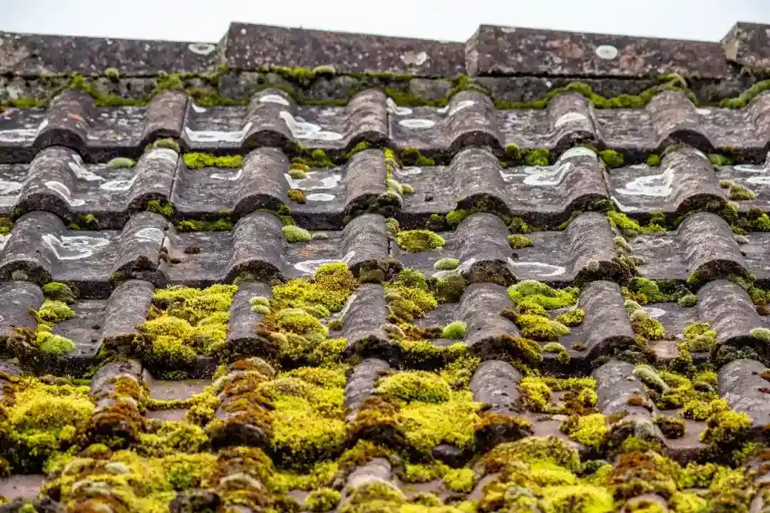 how to clean moss off roof naturally
