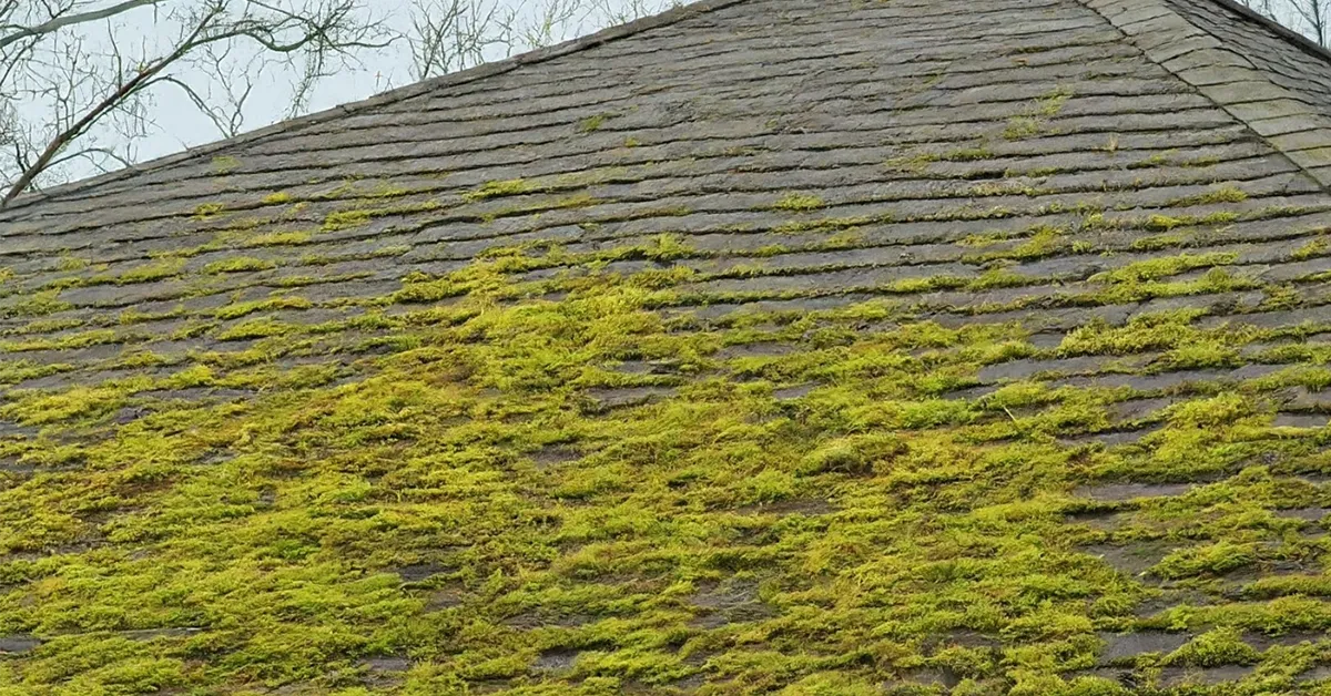 dangers of moss on roof