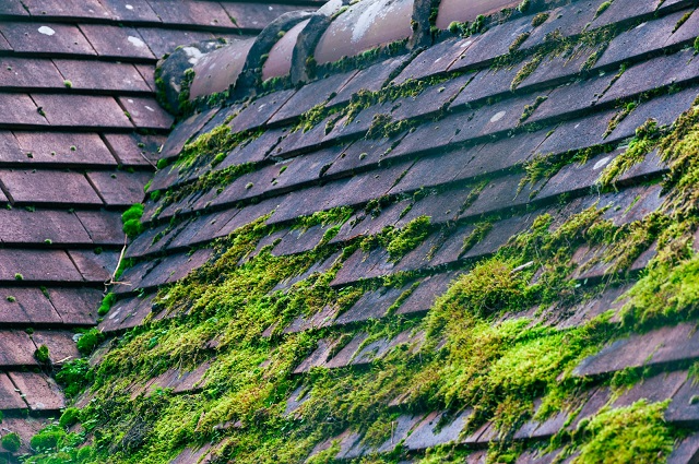 moss on roof problems