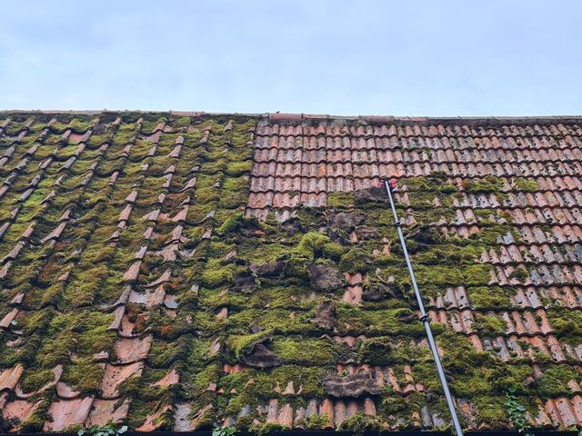 why moss grows on roof