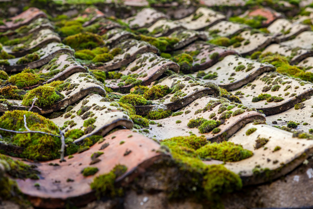 how to clean moss off roof naturally