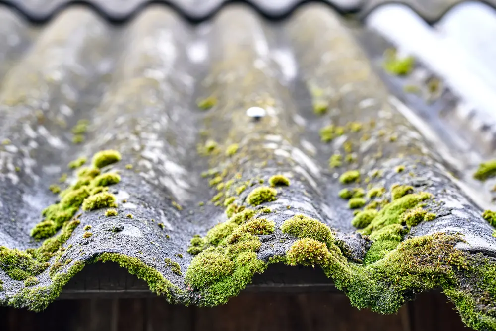 roof moss spreading to yard
