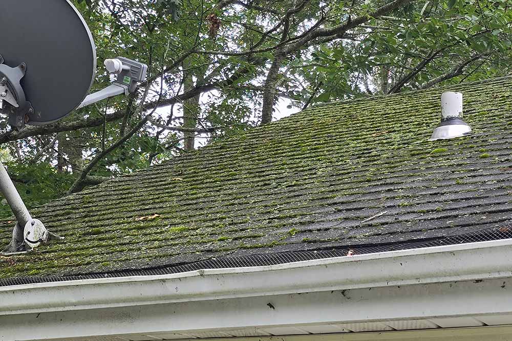 roof moss and water damage