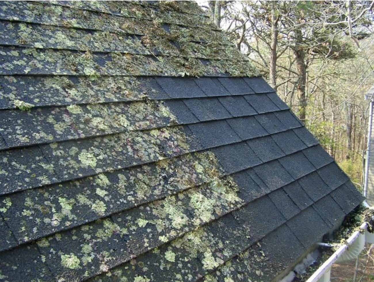 Moss on Roof