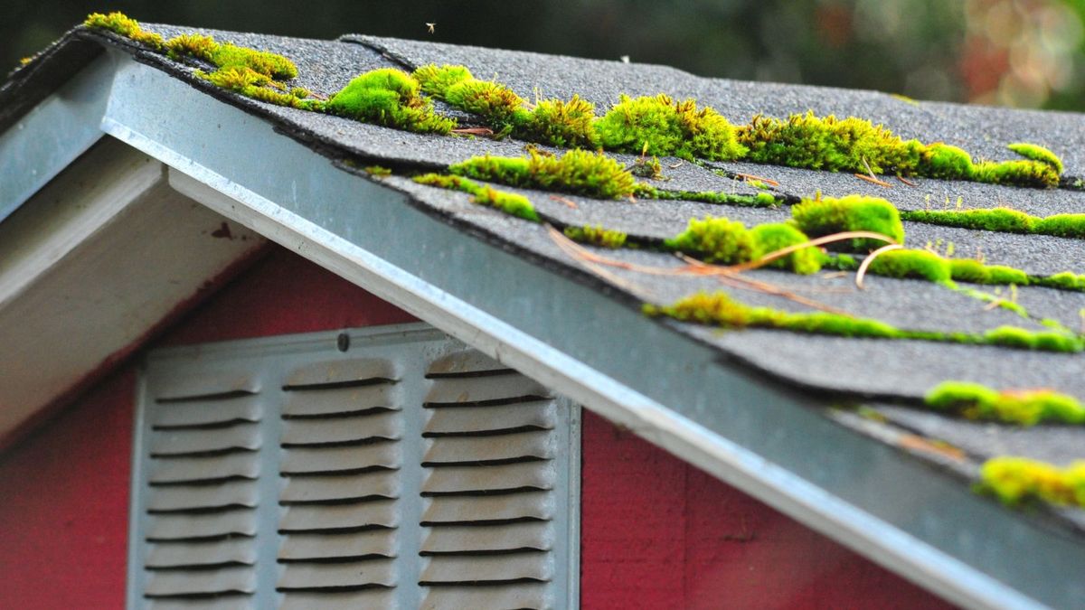 roof moss disposal tips