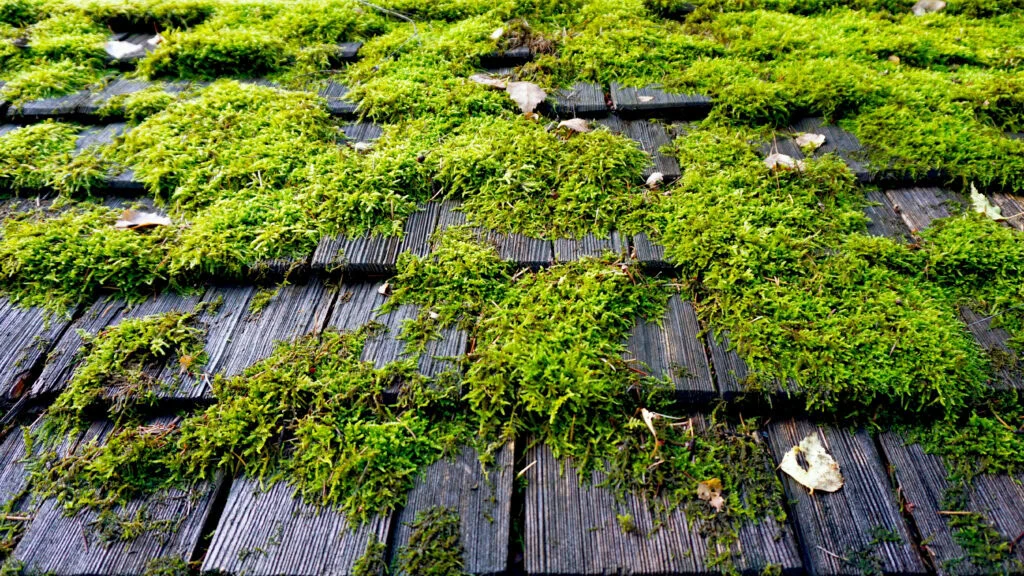 roof moss vs black streaks