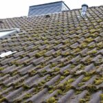 Moss on Roof