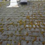 Moss on Roof