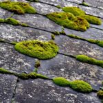 Moss on Roof