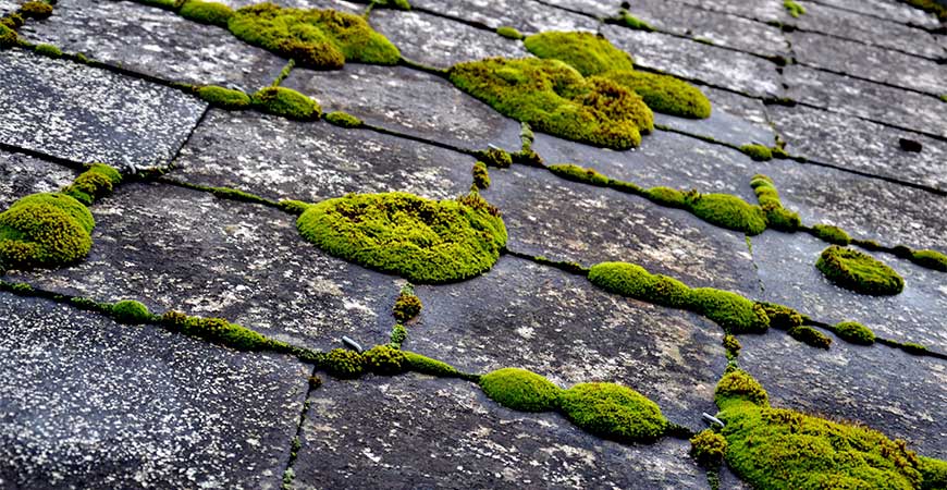roof moss cost-saving prevention