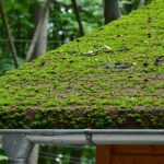 Moss on Roof