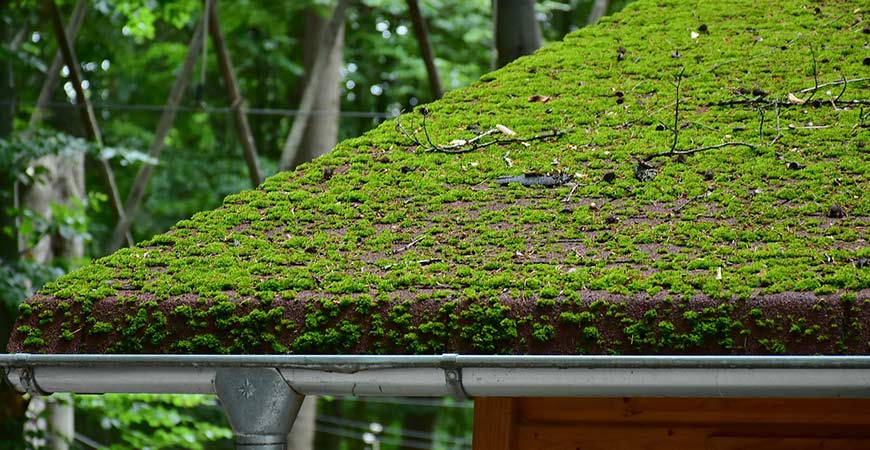 roof moss and water damage