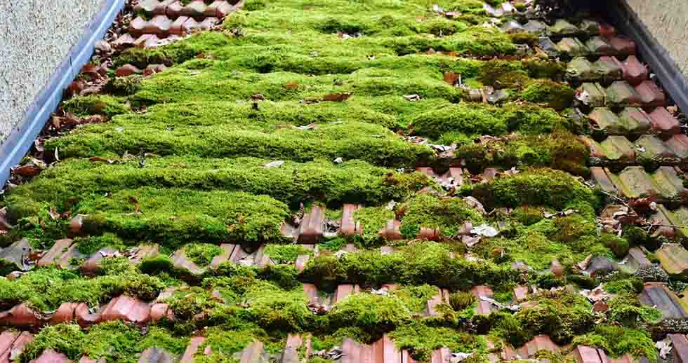 roof moss on asphalt shingles